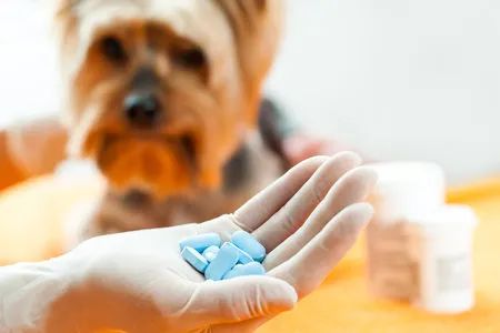 喜歡動物的考生可以考慮這些專業(yè)，就業(yè)方向是動物健康的“守護者”！